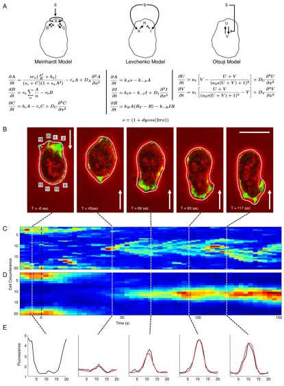 Figure 1. Molecular and computational analysis of actin relocalization in Dictyostelium cells: (A) schematic diagrams with equations forthree alternative models proposed for cell polarity (5,12,13)