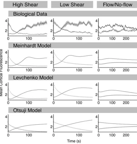 Figure 2. Actin relocalization data enables comparison of threeproposed models of cell polarity: to provide a comparison ofrepolarization cells were split into two halves such that the front(solid line) was determined using the average cortical fluores-cen