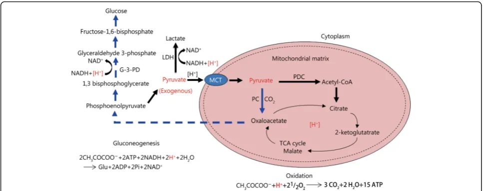 Fig. 1 The metabolic pathways of exogenous pyruvate and their relationships to the consumption of [H+]First, pyruvate is oxidized into CO2 andH2O, which consumes an equal-molar [H+]