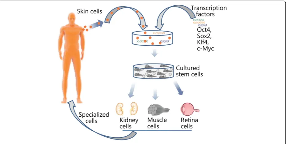 Fig. 12 Schematic diagram of the creation of iPSCs from skin cells