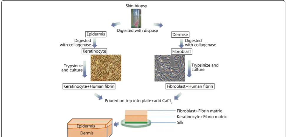 Fig. 4 The major techniques of producing a bi-layered skin substitute. The major cells required are fibroblasts and keratinocytes, with fibrin functioningas a scaffold