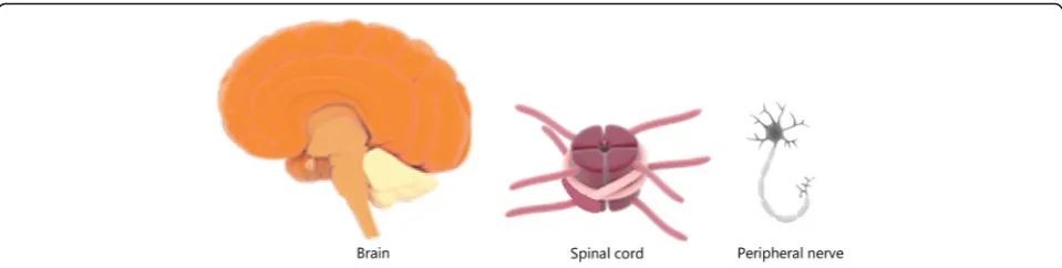 Fig. 9 The three main tissues (brain, spinal cord and peripheral nerves) that are targets of nervous system injuries