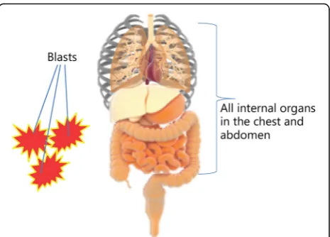 Fig. 11 Tissues and organs exposed to blast over-pressurization [77].These including lungs, heart, liver intestine and internal organs situatedin the thoracic cavity are all in danger from this type of injury