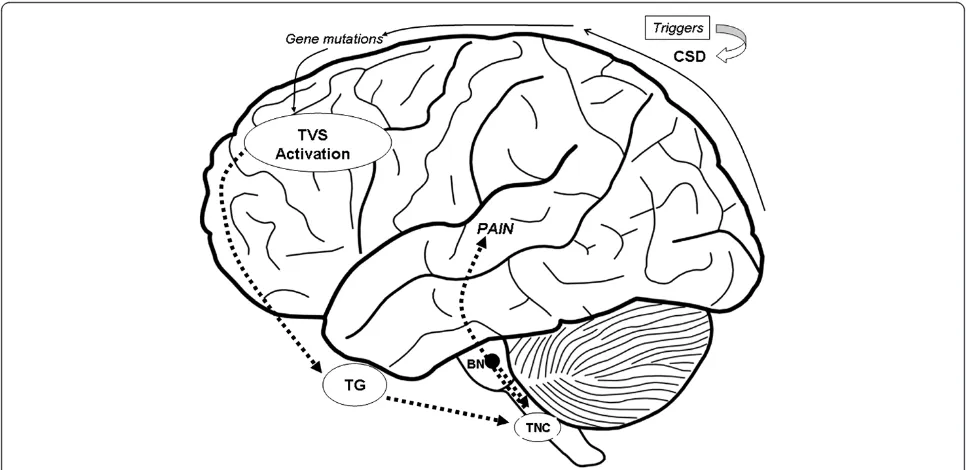 Figure 1 Migraine pain generation. Migraine triggers initiate the neuronal excitation that leads to clinical manifestations in children with agenetic vulnerability to migraine