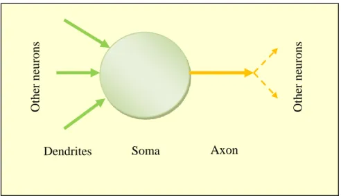 Fig. 2.1: Schematic diagram of a neuron, showing its main anatomical parts.  