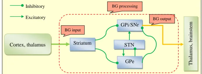 Fig. 2.2: Schematic diagram of the basal ganglia (BG) architecture, showing the input into the  BG  from  the  cortex  and  the  thalamus,  the  BG  processing,  the  BG  output,  and  the  interconnections between the BG nuclei