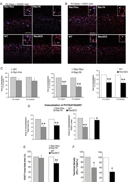 Figure 5. Inhibitory presynaptic input from PV-positive interneurons is reduced in the hippocampus of Rac1N and Rac3KO mice