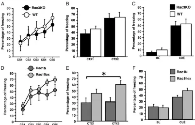 Figure 3. Rac1N but not Rac3KO mice are impaired in associative memory in the trace fear-conditioning