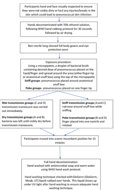 Figure 15: Pneumococcal exposure and transmission process for participants using WHO hand  hygiene guidelines 145 