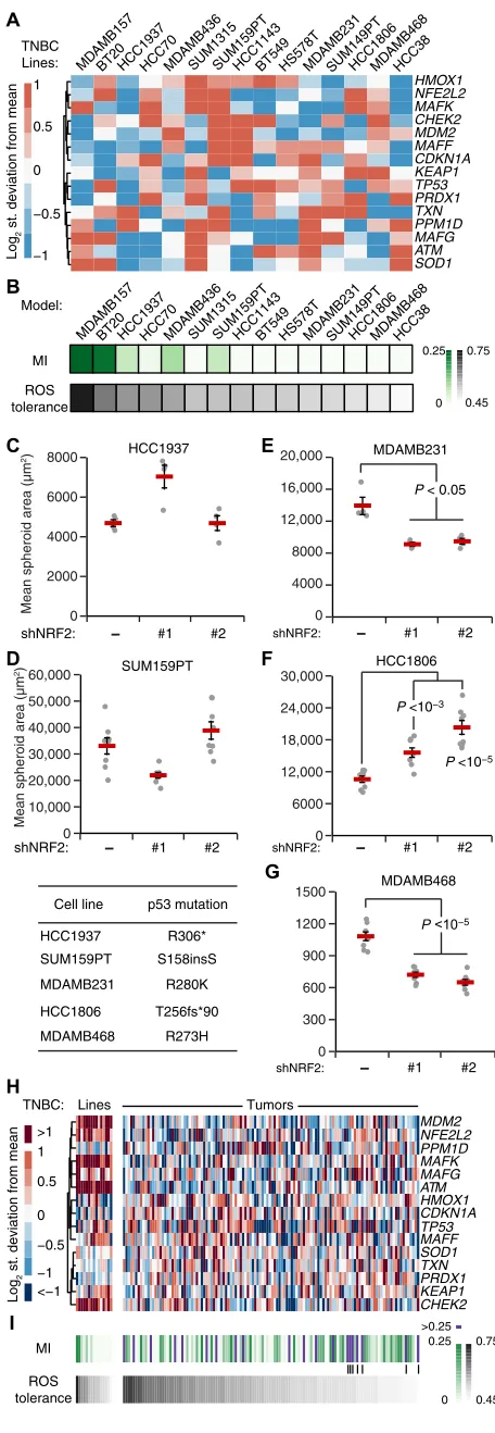 Fig. 7. TNBC-specific signatures of the oxidative stress network predict NRF2-p53 coupling and the response to NRF2 perturbations.with that of MCF10A-5E cells in response to an increased ROS production rate as in Fig
