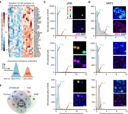 Fig. 1. Transcriptomic fluctuations of ECM-cultured breast epithelial spheroids reveal a gene cluster associated with heterogeneous NRF2 stabilization in a 3D-specific environment
