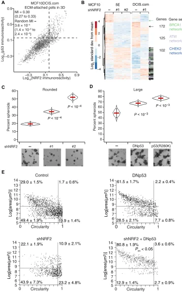 Fig. 3. NRF2-p53 costabilization is enhanced, and shNRF2-induced p53 adaptations are pre-5000 tected at >5 transcripts per million from biological replicates