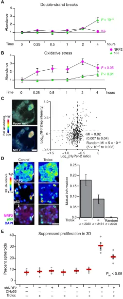 Fig. 4. NRF2-p53 signaling coordination and 3D phenotypes arise from spon-taneous and oncogene-induced oxidative stress