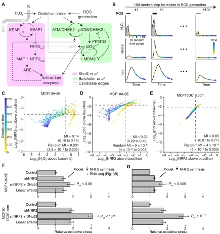 Fig. 5. NRF2-p53 pathway coordination and synergistic phenotypes are captured by an integrated systems model of oxidative stress