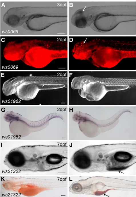 Figure 6 Representative mutant phenotypes in DsDELGT4 insertionlines. The Tg(DsDELGT4)ws0069 mutant shows cell death in the brain(B) compared to siblings (A) (bright ﬁeld images)