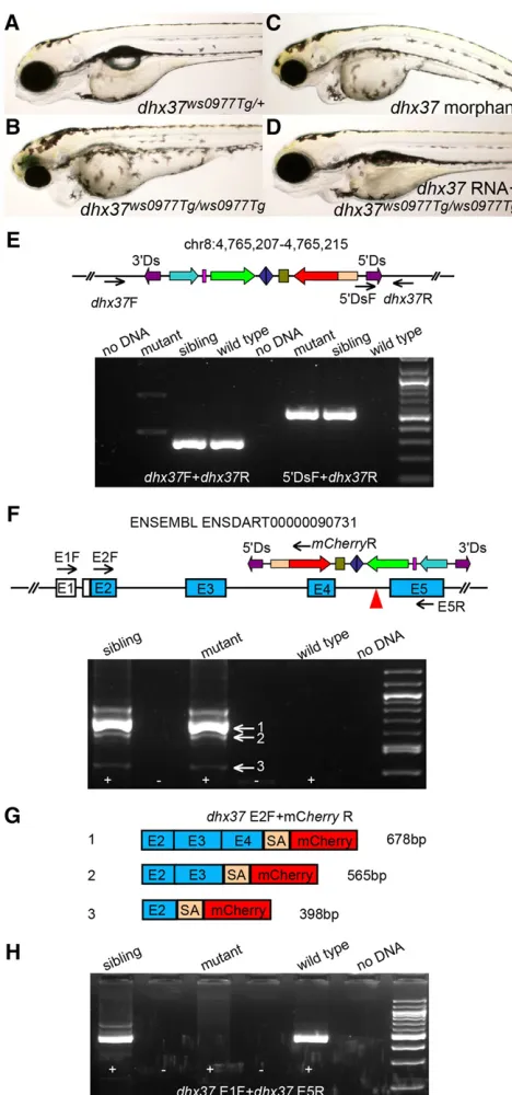 Figure 7 Protein trap-induced mutant phenotype affecting thezygousinjected (C), or full-lengthdhx37sequence trapped endogenous upstream splice donor sites in thedhx37the disruption of wild-type transcripts (H)