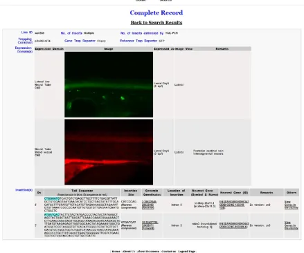 Figure 8 The FISHTRAP database ofthe zebra DsDELGT4 line expression and molecular data