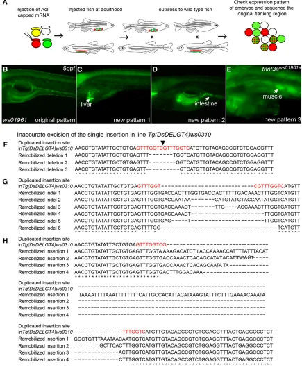 Figure 9 Remobilization ofImprecise excision of DsDELGT4 leads to imprecise excision and generates integrations with new reporter expression patterns