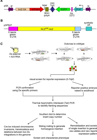 Figure 1 Schematic representation of the multi-functional Ac/Ds transposon system and inser-tion screen
