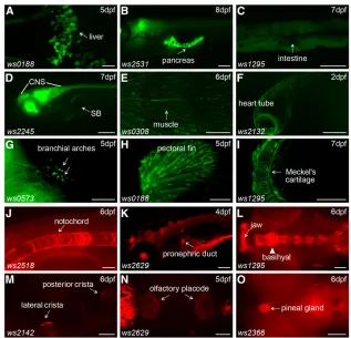 Figure 3 Reporter expression in various cell types.200(A–I) Examples of enhancer trap reporter GFP ex-pression patterns in the liver (A), pancreas (B), intes-tine (C), central nervous system (D), swim bladder(D), muscle cells (E), heart tube (F), branchial