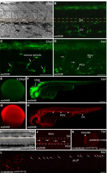 Figure 4 Tissue-speciin (F) and (L), and 10mCherry expression in the inner ear ofa larva 7 d after fertilization (K, arrow-head) and in neuromasts of the poste-rior lateral line primordium (pLLP) (L,arrows) at 6 d after fertilization
