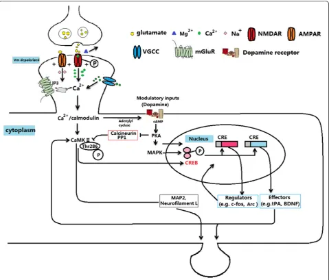 Fig. 1 The regulation of molecules in the NMDAR signaling pathway on learning and memory