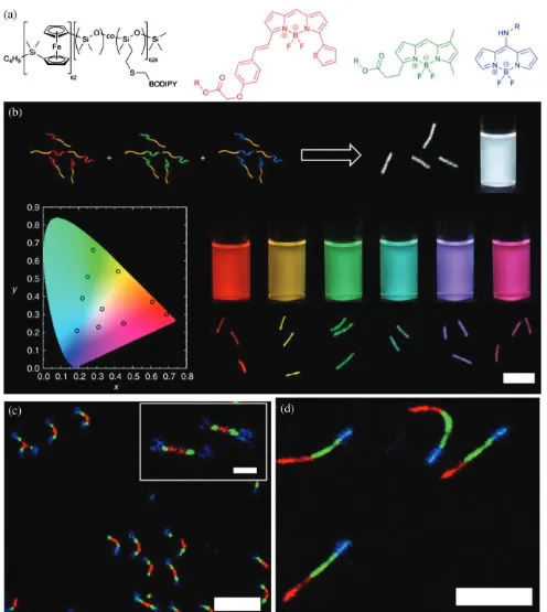 Figure 4. (a) Synthesis of red-, green- and blue-emissive BODIPY-labelled BCPs. (b) CDSA of mixtures of these BCPs into cylindrical micelles with tuneableof micelle solutions under UV irradiation at 365 nm