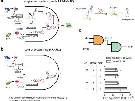 Figure 5. Functional characterization of sRNA-sensing regazyme. (sponding control. (a, b) Schemes of the engineered RNA-based circuit to sense a sRNA and its corre-c) Digital scheme, associated Truth table, and fluorescence results of regazyme breakHHRzRAJ