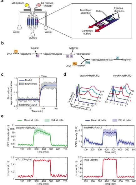 Figure 6. Microfluidics-based single cell analysis of the Theo- and sRNA-sensing regazymes