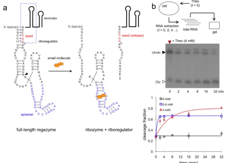 Figure 2. Molecular characterization of small-molecule-sensing regazyme. (exp((Theo) binds to the regazyme to reconstitute the active conformation of the ribozyme and then produce the cleavage