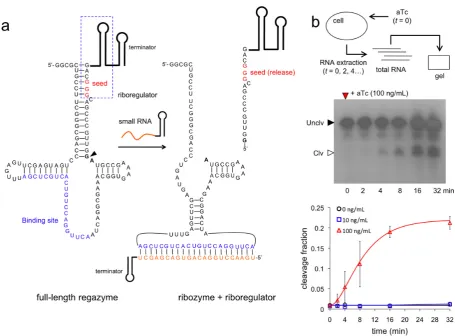 Figure 3. Molecular characterization of sRNA-sensing regazyme. (extracts taken at different time points; gel shown for 100 ngmolecule (aTc)