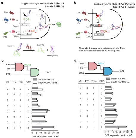 Figure 4. Functional characterization of small-molecule-sensing regazymes. ((gray bars), and of their dysfunctional mutants (white bars) for all possible combinations of inducers