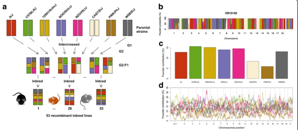 Fig. 1 Genome structures across CC lines in this study. a CC lines used in this study were created from independent three-round intercrosses ofeight parental founder strains, five of which are classical laboratory strains (C57BL/6J, A/J, 129S1/SvImJ, NOD/S