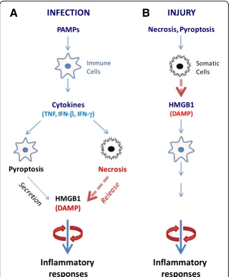 Fig. 3 HMGB1 orchestration of infection- and injury-elicitedinflammatory responses. a A microbial infection triggers a systemicinflammatory response by stimulating active HMGB1 secretion orpassive release