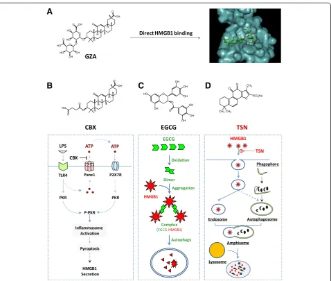 Fig. 4 Distinct HMGB1-inhibition mechanisms of several herbal components. a Direct binding and inhibition of HMGB1 activities