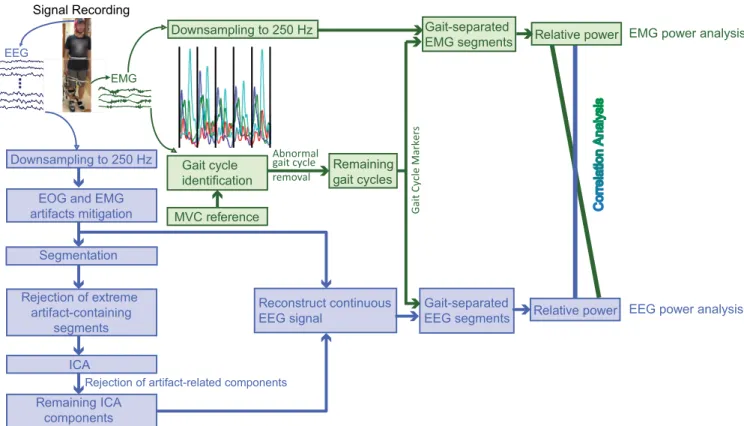 FIGURE 1. Schematic illustrating the EEG and EMG signal processing and their analyses