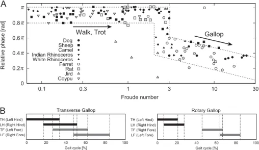 Figure 1: Characteristics of the quadrupedal galloping gait. A: relative phase between left and right forelimbs of quadrupeds depending on locomotion speed (Froude number), modiﬁed from [1]