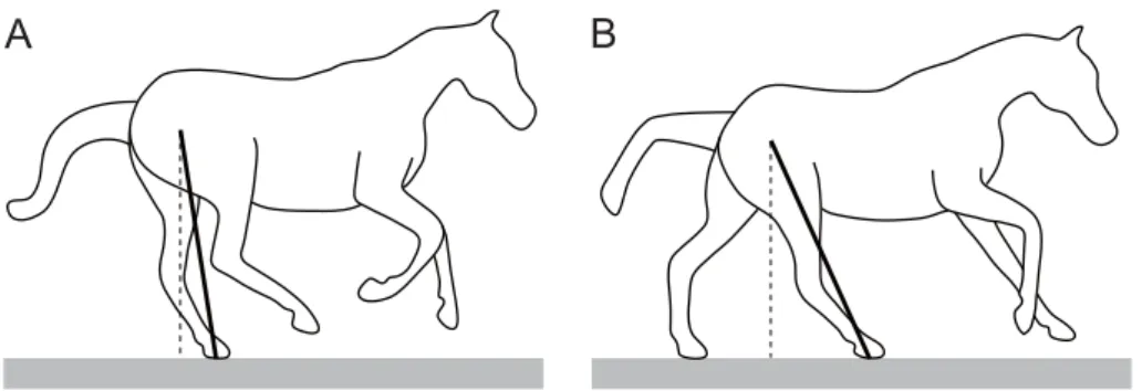 Figure 3: Diﬀerent touchdown angles of ( A) trailing and (B) leading hindlimbs in the horse galloping gait.