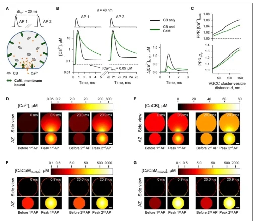 FIGURE 5 | Effect of membrane-bound CaM on short-termsynaptic plasticity. (A)during paired-pulse stimulation (AP 1 and AP 2) with and withoutmembrane-bound CaM in the presynaptic bouton