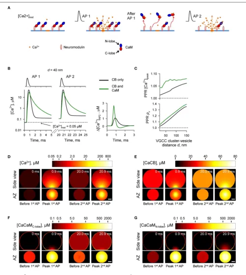 FIGURE 6 | Ca2+-dependent CaM dislocation from the AZ as amechanism of short-term facilitation