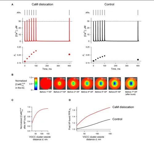 FIGURE 7 | Effect of CaM dislocation on short-term facilitation duringphysiological patterns of AP ﬁring
