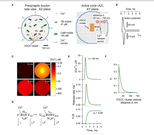 FIGURE 1 | Modeling of AP-evoked synaptic vesicle exocytosis in a
