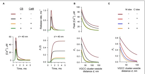 FIGURE 2 | Dominant effect of CaM on inhibition of AP-evokedvesicular release probabilitypresynaptic Cain pv