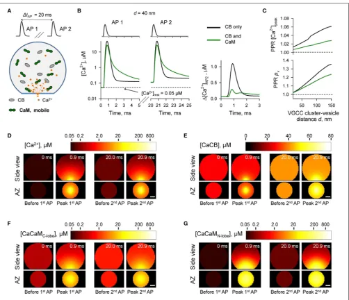FIGURE 3 | Effect of mobile CaM on short-term synaptic plasticity. (A)Schematic representation of the paired-pulse simulation experiment[Carepresentative coupling distance(AP 1 and AP 2) with and without mobile CaM in the presynaptic bouton.Left, [Ca(�tAP 