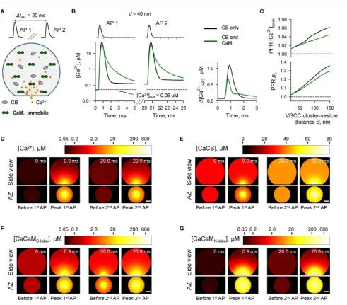 FIGURE 4 | Effect of immobile CaM on short-term synaptic plasticity.(A)( Schematic representation of the paired-pulse simulation experiment�tAP = 20 ms) with immobile CaM, see text for details