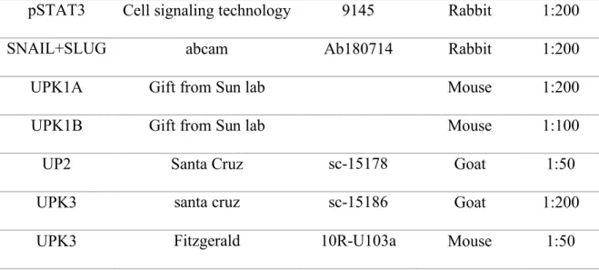 Table 2.4 Primary antibodies used in this study 