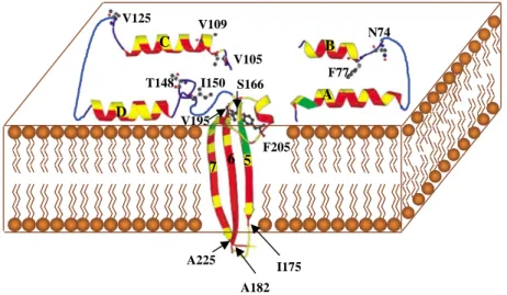 Figure 4. Schematic diagram of a possible model for insertion of Cyt2Aa1 into the cell membrane