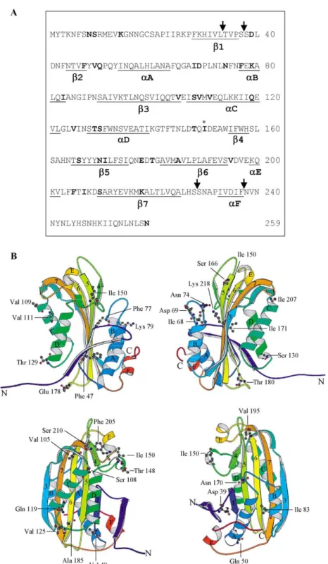 Figure 2. Amino acid sequence and structure of wild type Cyt2Aa1. (A) The position of the original inactive mutant (I150A) is marked by * and the positions of revertant residues are shown in bold