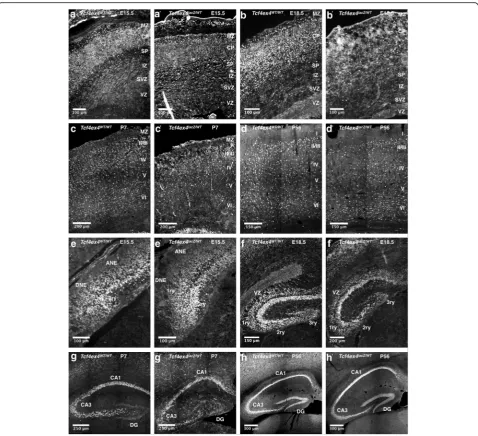 Fig. 9 Comparison of TCF4 protein expression at different stages of cortical and hippocampal development between Tcf4ex4WT/WT and Tcf4ex4lacZ/WTmice