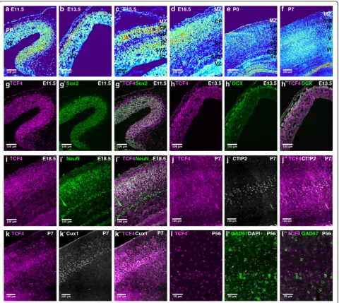 Fig. 5 TCF4 expression during corticogenesis. (A–F) Heatmap converted TCF4 immunoreactivity at different stages of cortical development